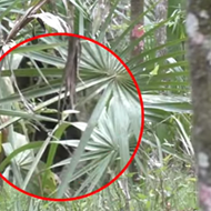 Two Central Florida men claim to have some blurry footage of the infamous 'skunk ape'