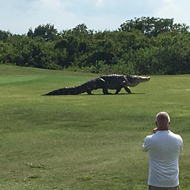 A monster gator strolled through a Florida golf course last weekend