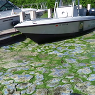 This video shows how gross Florida's toxic algae bloom problem really is