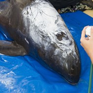 Rare beached pygmy killer whale arrives at SeaWorld