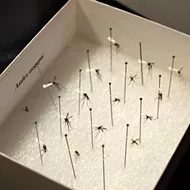 Florida legislators urge feds to use genetically engineered mosquitoes to fight Zika