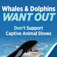 'Whales and dolphins want out,' says new Lake Buena Vista ad campaign aimed at SeaWorld