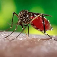 Orange County officials warn residents after three chickens contract mosquito-borne virus