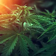 Legal CBD could be a big boost for Florida hemp farmers