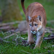 National Geographic's Carlton Ward Jr. gives an update on the Florida panther at Rollins College