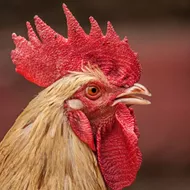 Florida man's phony 'emotional support rooster' is a cock-a-doodle-don't