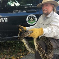State removes thousands of invasive Burmese pythons from the Florida Everglades