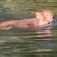 Ocala kayaker films large troop of invasive monkeys with deadly STD