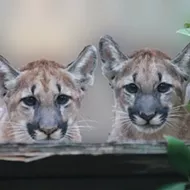 Florida road widening spells doom for endangered panther, says conservation group