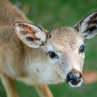 Florida receives federal funds for 'foreign animal' preparedness and fighting diseases in deer