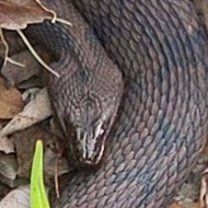Snake orgy in Lakeland closes portion of city park
