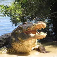 As alligator mating season brings nests across Central Florida, Gatorland reminds you to watch your back