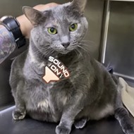 This absolute unit from the Orange County Animal Services shelter found TikTok fame and a new home, in that order
