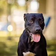 Gimme Shelter: Meet Jimmy, a 5-year-old pupper looking for his furever family