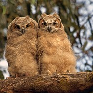 You are cordially invited to the annual Baby Owl Shower at Maitland's Audubon Center in May