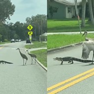 Watch a squad of cranes chase off a baby alligator in St. Cloud