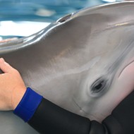 Clearwater Marine Aquarium's famous dolphin Winter falls ill with possible infection