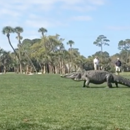 A reminder that the biggest gators will always be found on golf courses