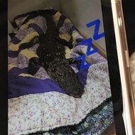 Florida college students thought it was cool to bring a dead gator inside their dorm