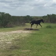 Wild horse fights gator in Florida state park