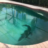 Always check before you jump in a Florida pool