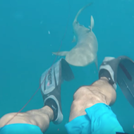 Video shows diver in Florida Keys getting attacked by 8-foot shark