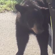 Marion County deputy comes face-to-face with a bear