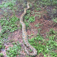 8-foot Burmese python found in Orlando after hitching a ride in couple's boat