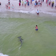 Watch this fisherman land a massive hammerhead from a Florida beach