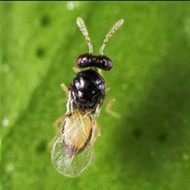You can now order a vial of wasps to fight Florida's citrus greening problem
