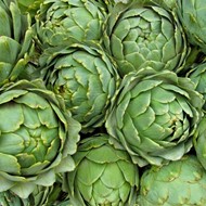 Artichokes may grow in Florida after all, discovers UF scientist