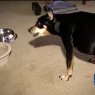 Extremely chubby dog survives bear attack in Altamonte Springs because of girth
