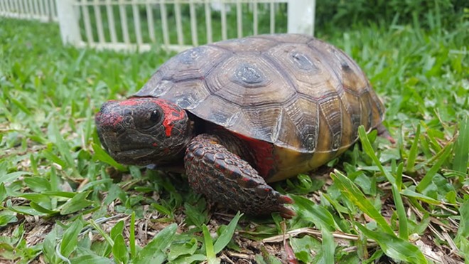 Florida Man Arrested For Dumping Red Paint Into Gopher Tortoise