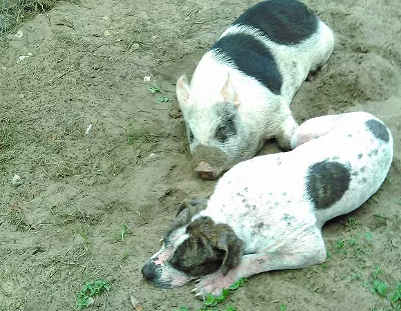A Dog And A Pig Survived In The Florida Wilderness Together Because They Re Best Friends Blogs