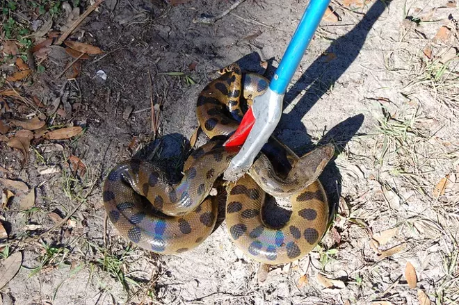 A 9 Foot Green Anaconda Was Caught In Melbourne This Week Blogs A 9 Foot Green Anaconda Was Caught In Melbourne This Week Blogs