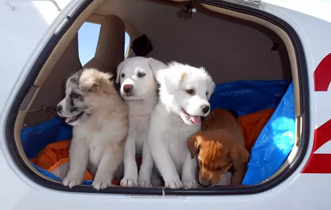 puppy-love-puppies-and-pilots2.jpg