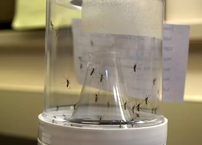 Different species are bred in containers at the lab. - PHOTO BY MONIVETTE CORDEIRO