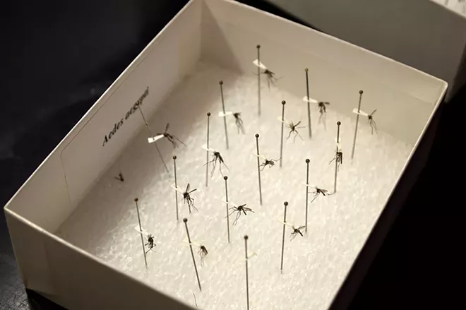 Pinned specimens at the Orange County Mosquito Control Division lab. - PHOTO BY MONIVETTE CORDEIRO