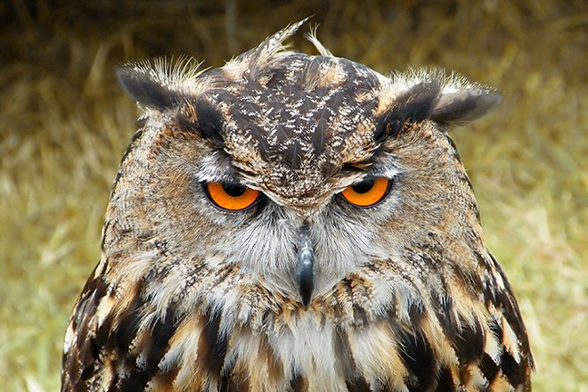 Is this owl sleepy, angry or drunk? If you can pull off all three at once, you can come work with us any time, Mr. Owl. - MARK COLEMAN