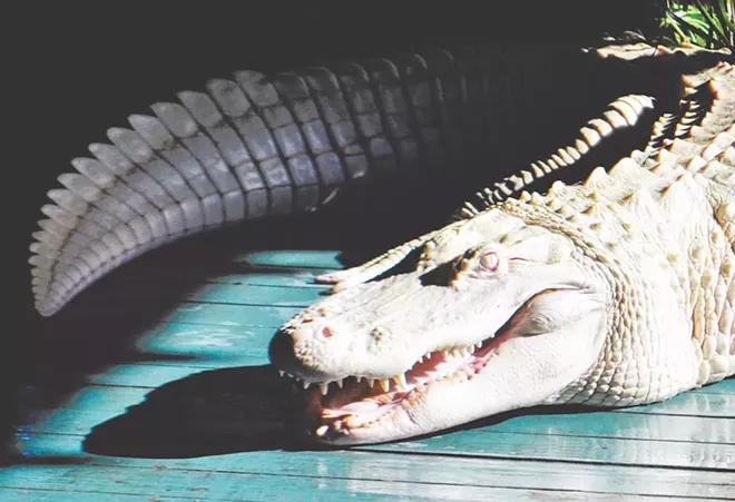 Gatorland - PHOTO VIA GATORLAND