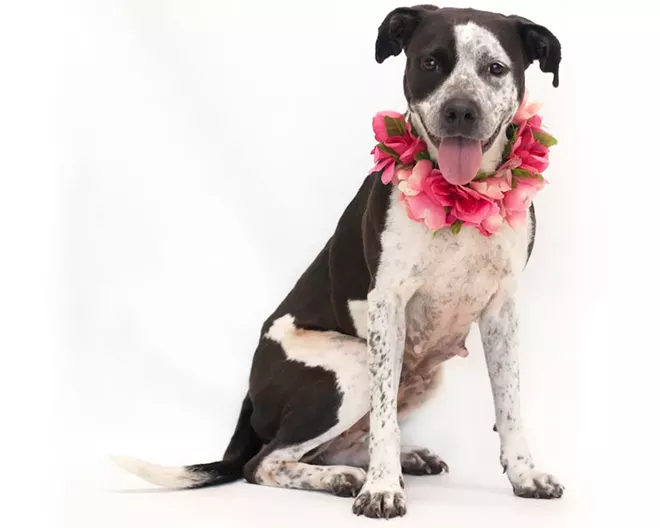 PHOTO BY PAWSITIVE PET PHOTOGRAPHY