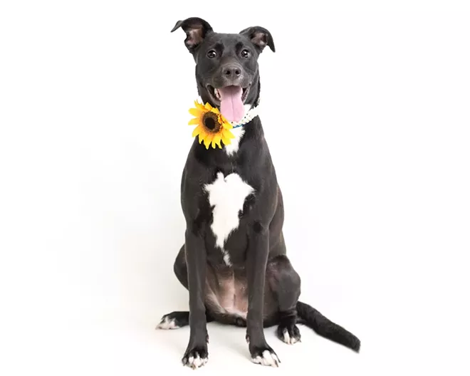 PHOTO BY PAWSITIVE PET PHOTOGRAPHY