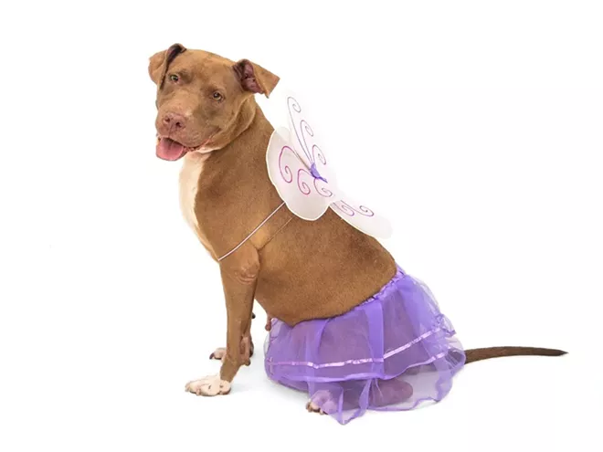 PHOTO BY PAWSITIVE PET PHOTOGRAPHY