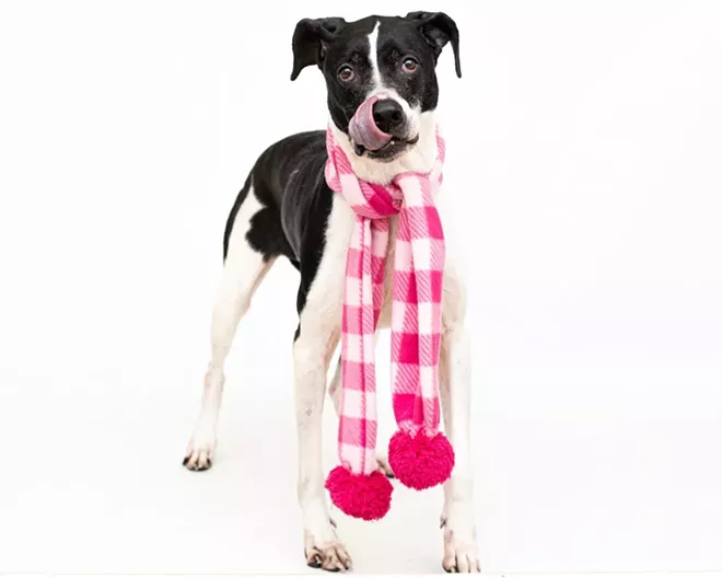 PHOTO BY PAWSITIVE PET PHOTOGRAPHY