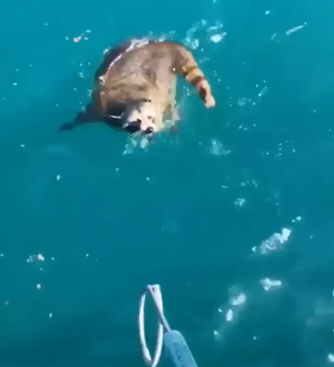 SCREENSHOT VIA THOMAS COPE/FACEBOOK