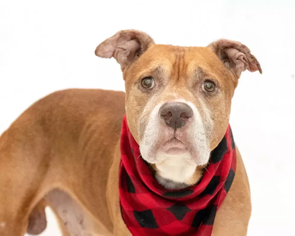 Buddha (A443770) - PHOTO BY PAWSITIVE SHELTER PHOTOGRAPHY