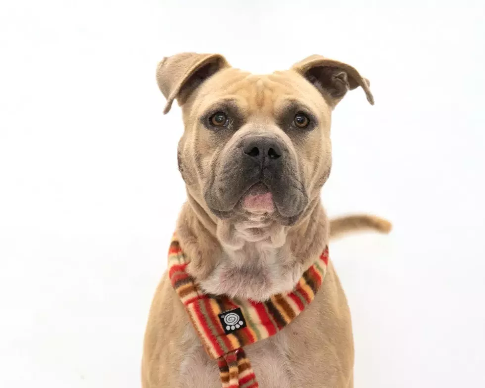 Jake Owen (A443915) - PHOTO BY PAWSITIVE SHELTER PHOTOGRAPHY