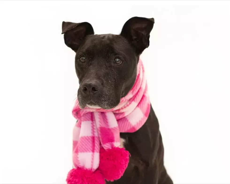 Pantera (A249104) - PHOTO BY PAWSITIVE SHELTER PHOTOGRAPHY