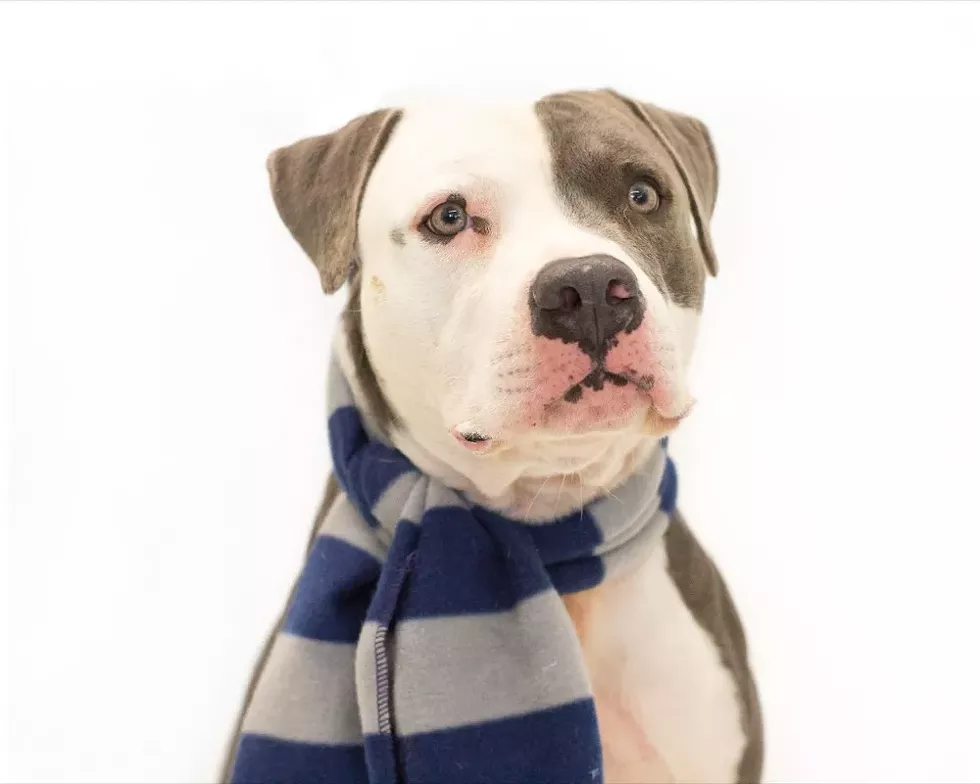 Mr. Blue (A444037) - PHOTO BY PAWSITIVE SHELTER PHOTOGRAPHY