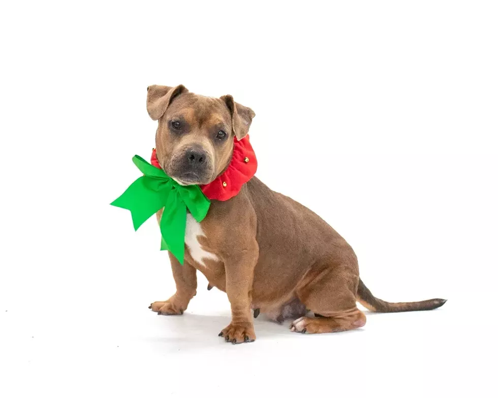 Serena (A441159) - PHOTO BY PAWSITIVE SHELTER PHOTOGRAPHY